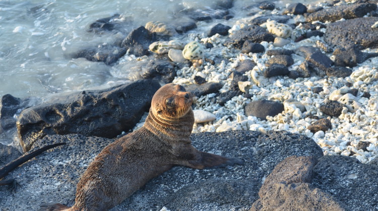 Top Five Reasons Galapagos Should Be On Your Bucket List